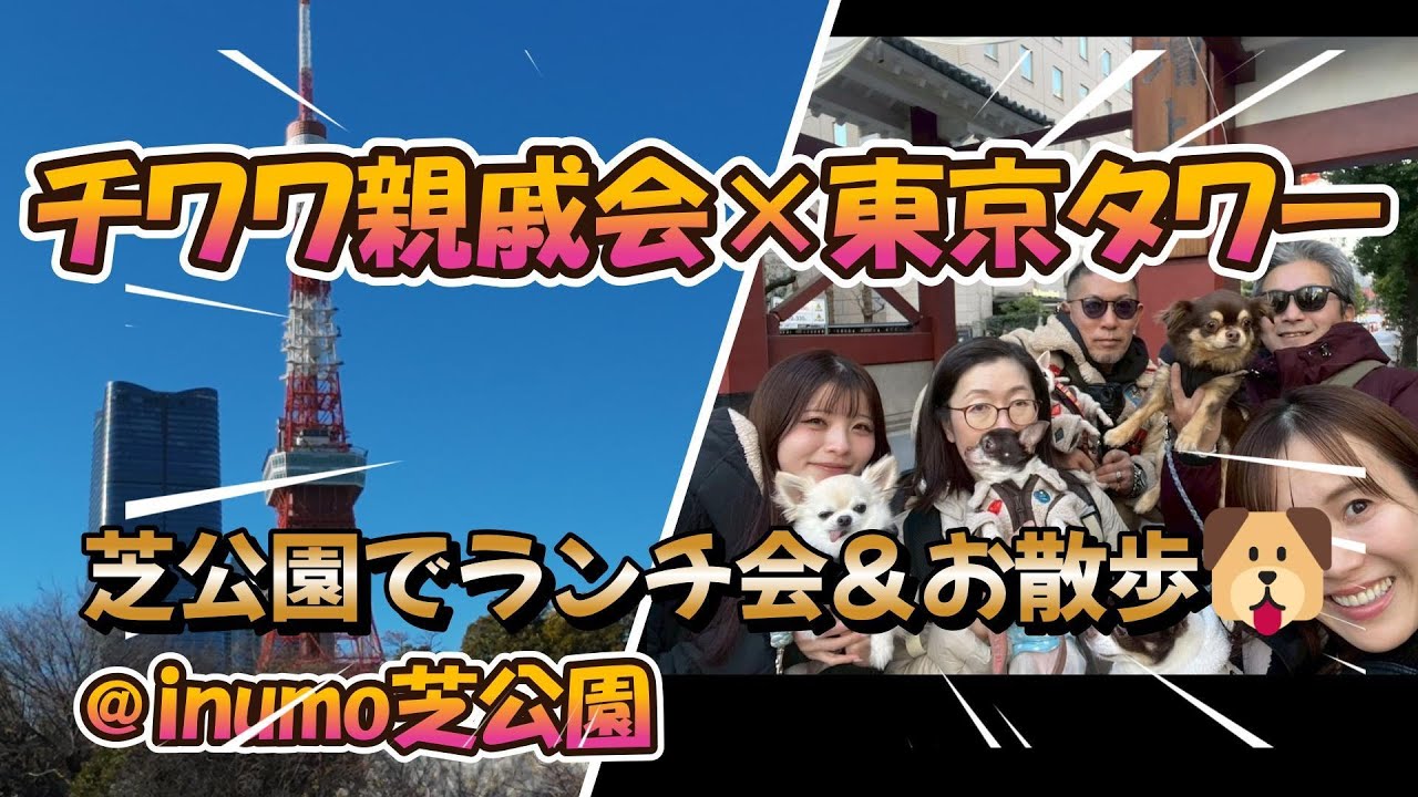 【犬連れランチ】inumo芝公園「Wande Shiba」に血縁チワワ5匹が大集合