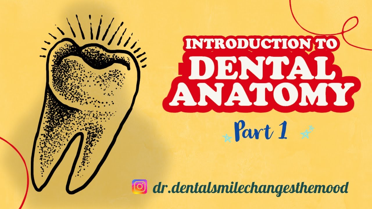 Introduction to Dental Anatomy | Part - 1 | BDS 1ST YEAR #dentistry #dentalstudents