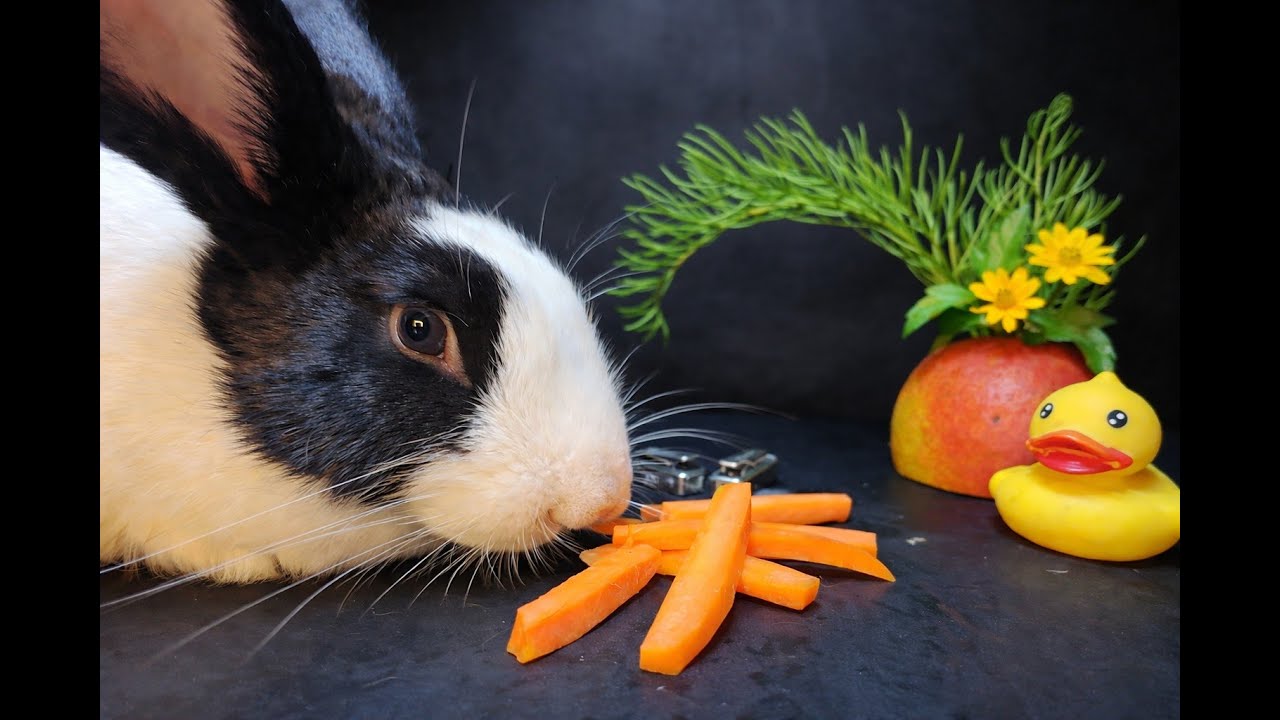 Rabbit ASMR Eating Carrots  Crunch Sounds | ASMR Bunny Eating: Satisfying Pet Sounds