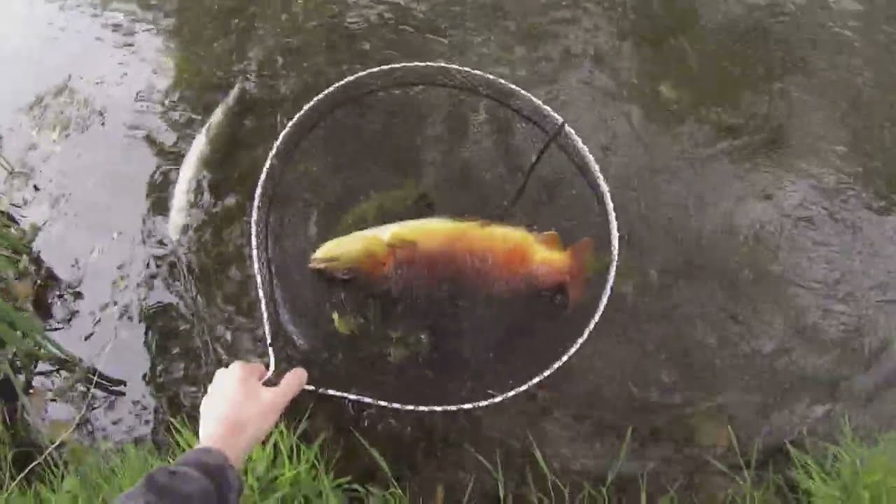 #64: Avington Trout Fishery and My Monster Brown Trout