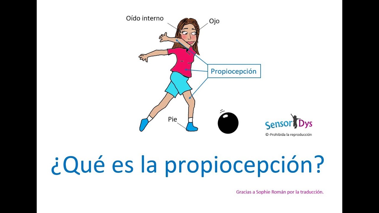 ¿Qué es la propiocepción?