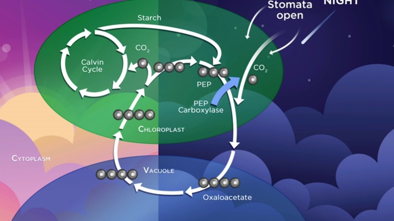 How Plants Make Carbs and Other Metabolites   Biochemistry and Molecular Biology  How Life Works