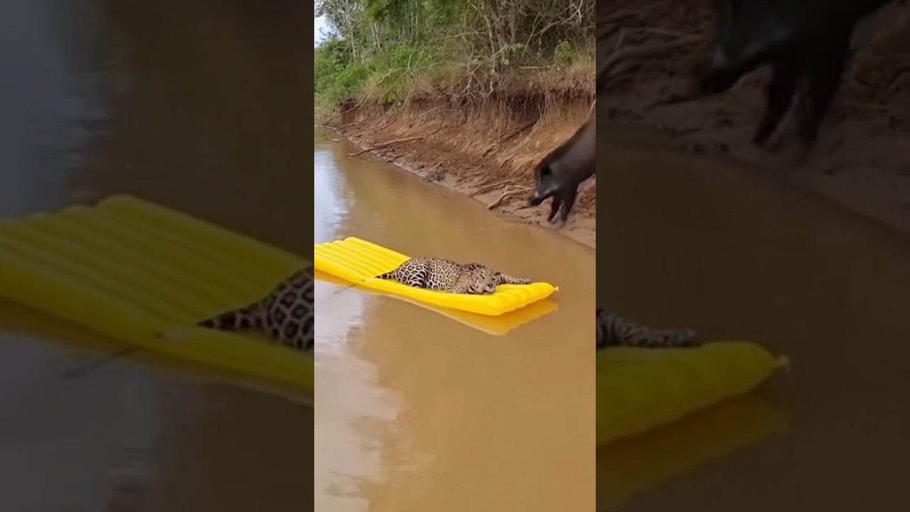 Jaguar es atacada por un jabalí