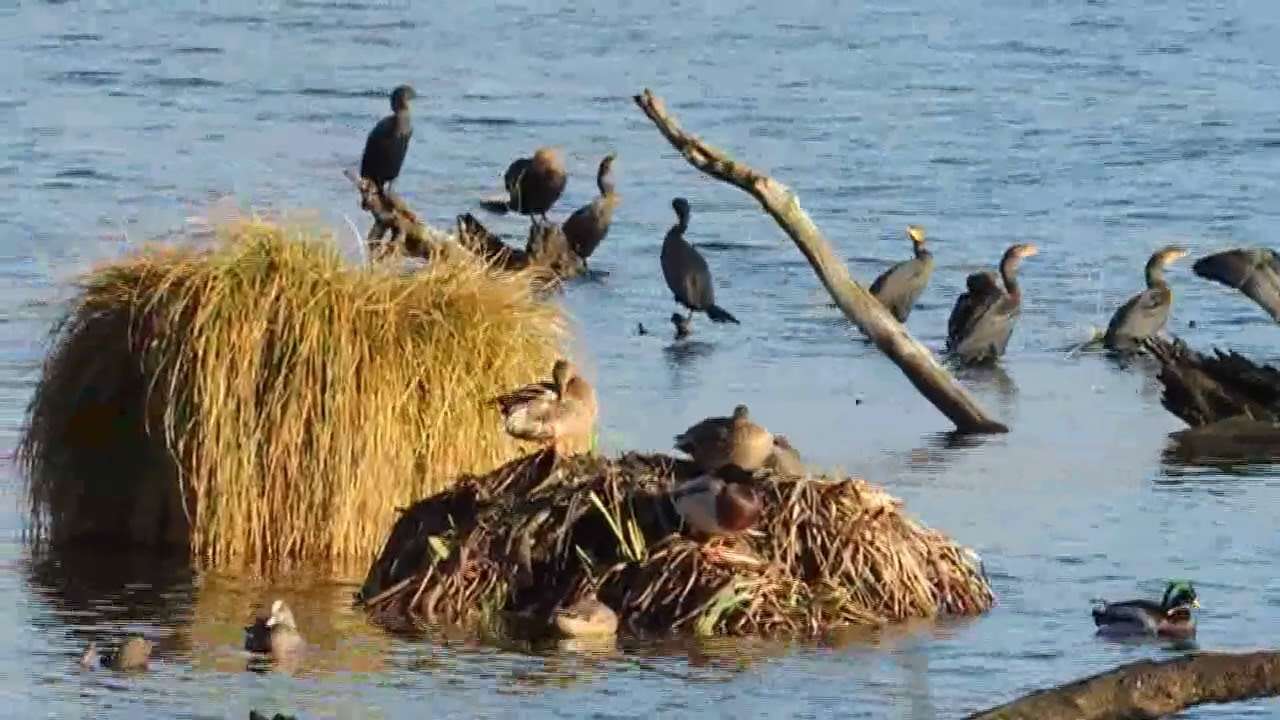 Birding at Green Lake & Union Bay, Dec 11 & 13, 2025
