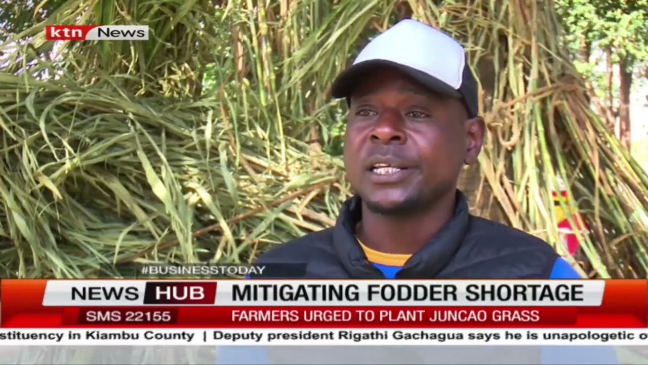 Juncao Grass Technology A Move to Reduce Fodder shortage In Kenya.