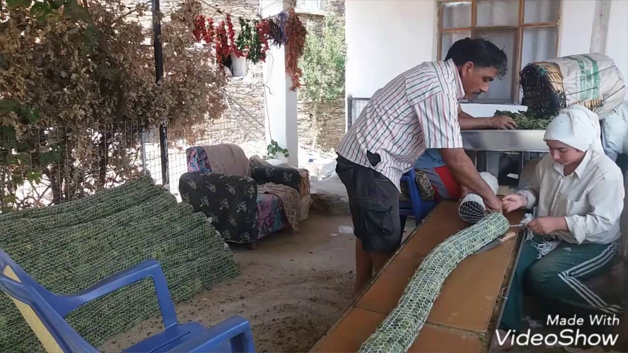 Köylüoğlu Köyü-Tütün Dizme Makinesi