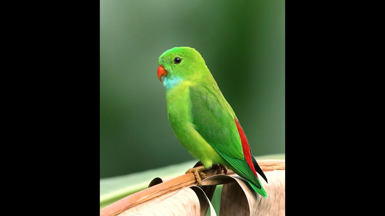 KSL#ANIMALS