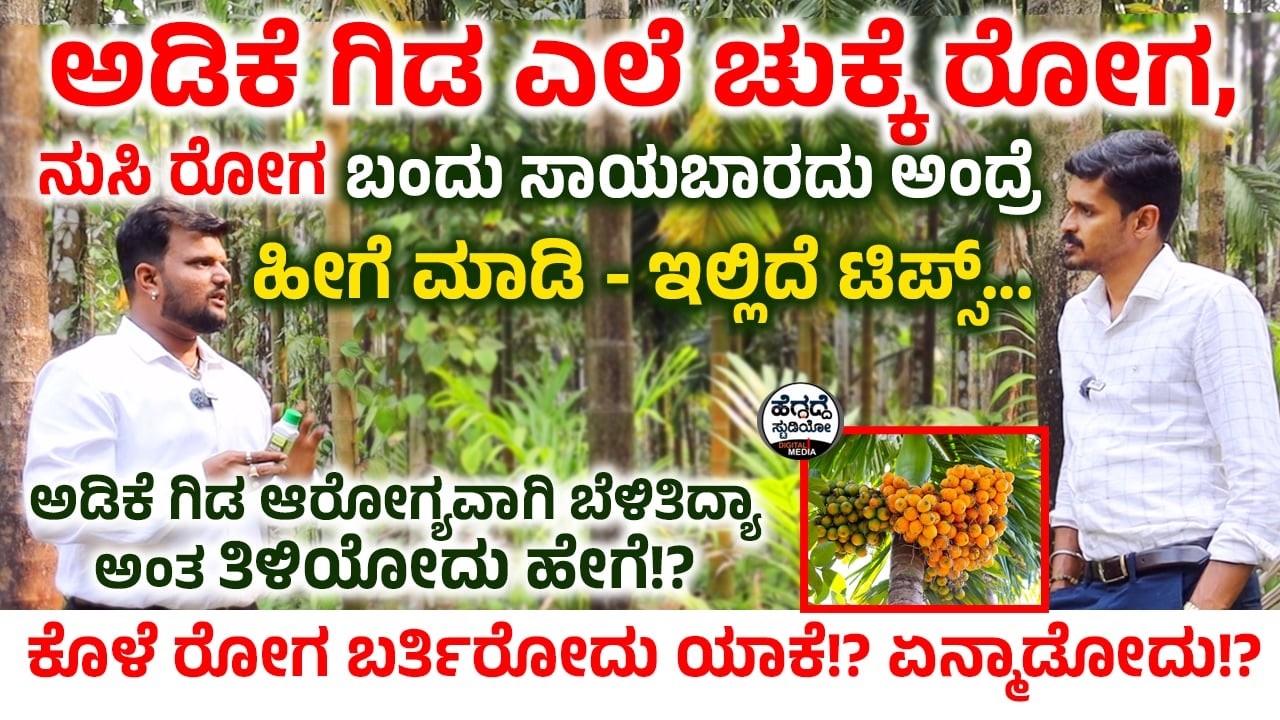 'ಅಡಿಕೆ ಗಿಡ ಎಲೆ ಚುಕ್ಕೆ ರೋಗ, ನುಸಿ ರೋಗ' ಬಂದು ಸಾಯಬಾರದು ಅಂದ್ರೆ ಹೀಗೆ ಮಾಡಿ - ಇಲ್ಲಿದೆ ಟಿಪ್ಸ್ | Bio Agro