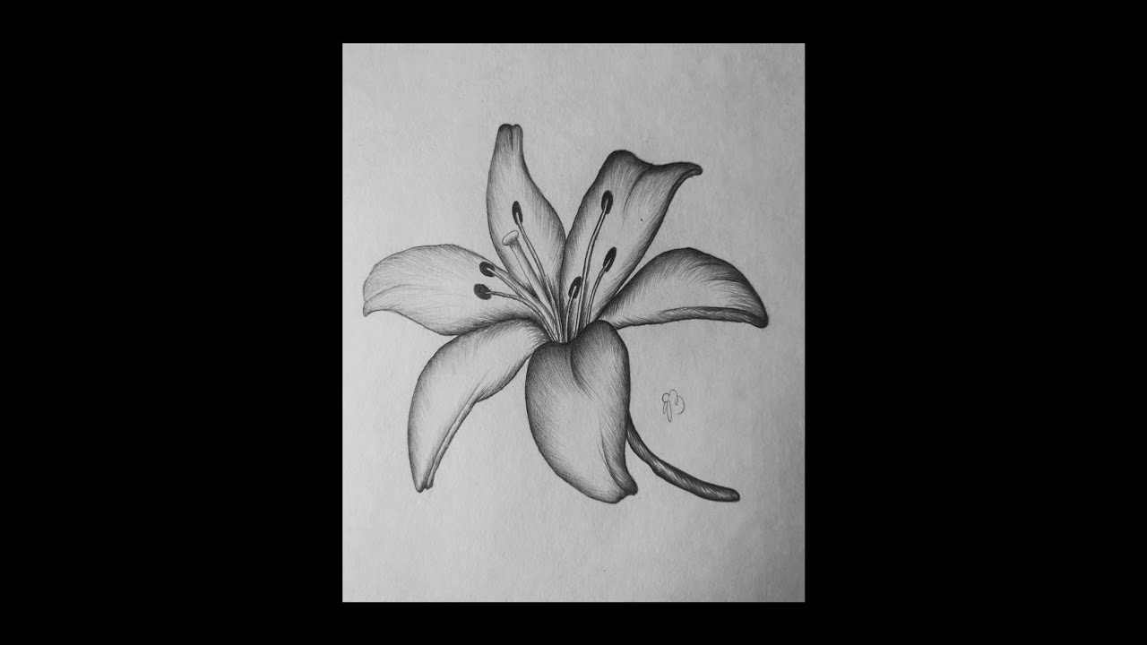 How To Draw A Lily Flower Step By Step