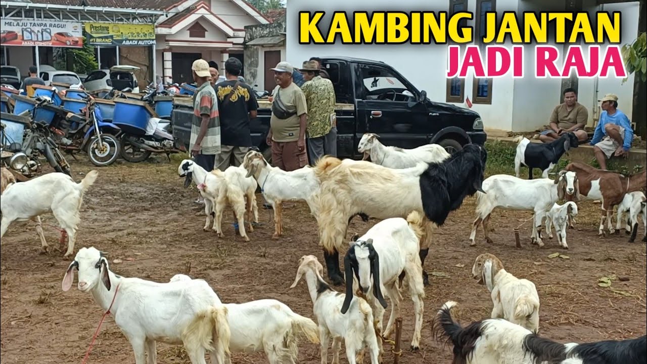 Harga Kambing Jantan Mahalnya Pol Polan