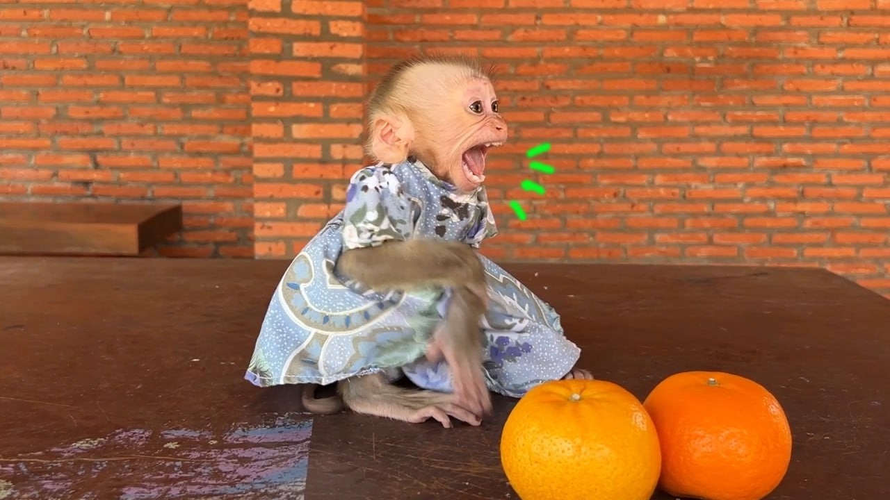 Nas-Ty Monkey Yuri Scre@ming To Mom Hurry Peel The Oranges For Her
