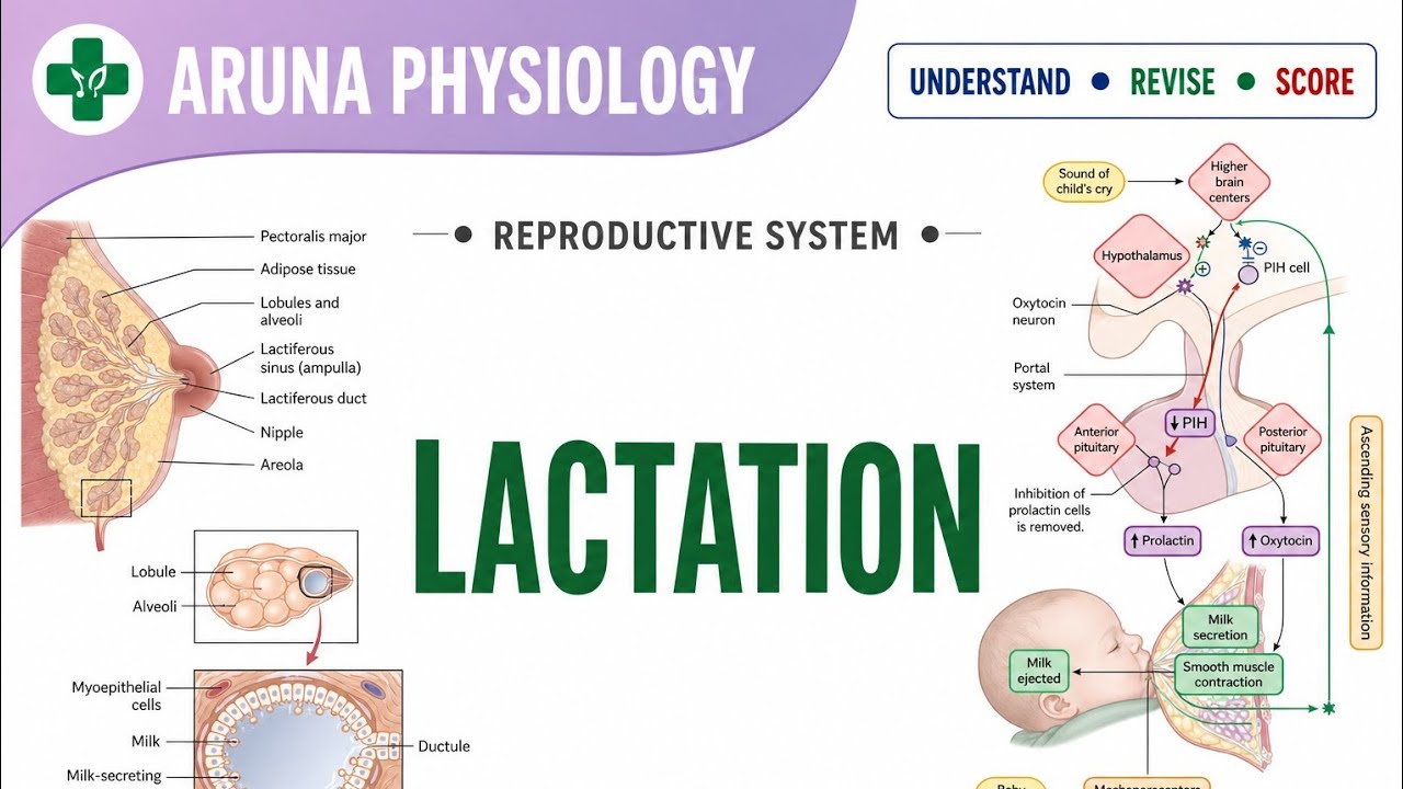 Lactation & Milk Ejection Reflex/MBBS/ First Year /Physiology
