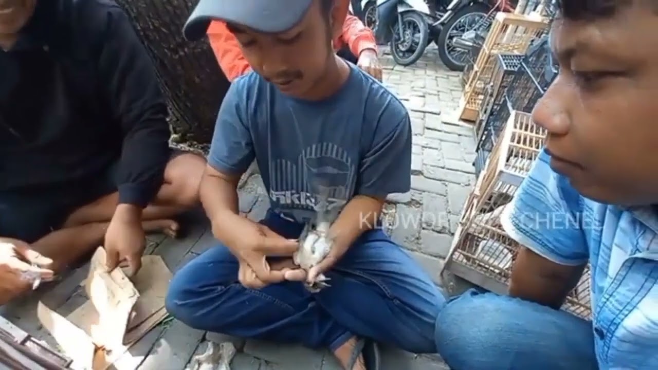 Cek Harga Burung Pasar Depok | Murah-Murah Banget!