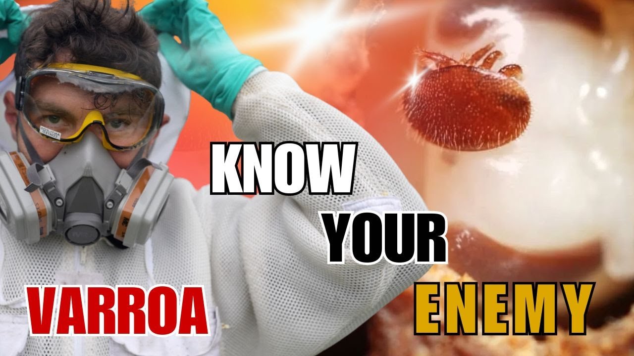 How&nbsp;To&nbsp;Kill&nbsp;Varroa Destructor: Know Your Enemy