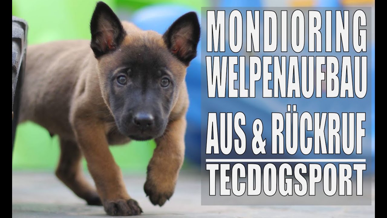 Welpenaufbau Mondioring / AUS und Abrufen vom Helfer, 12 Wochen alt