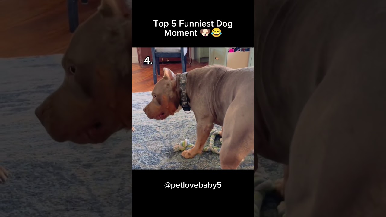 Top 5 Funniest Dog Moment (Try Not To Laugh) 🤣🐶