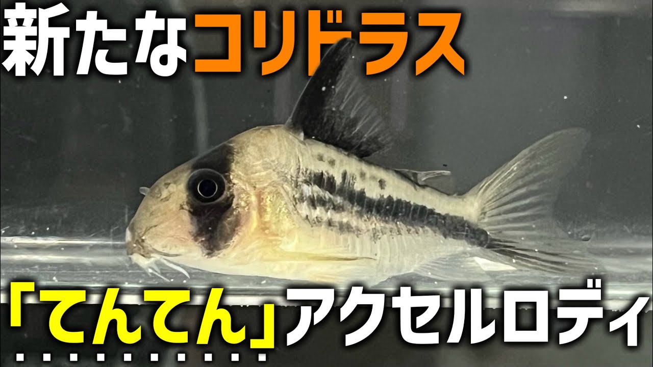 【てんてん】可愛い名前なのにめちゃカッコいいコリドラスを導入！人気種の元になったグラミーも｜コリドラス てんてんアクセルロディ｜ハニードワーフグラミー｜ピグミーグラミー 導入【アクアリウム】