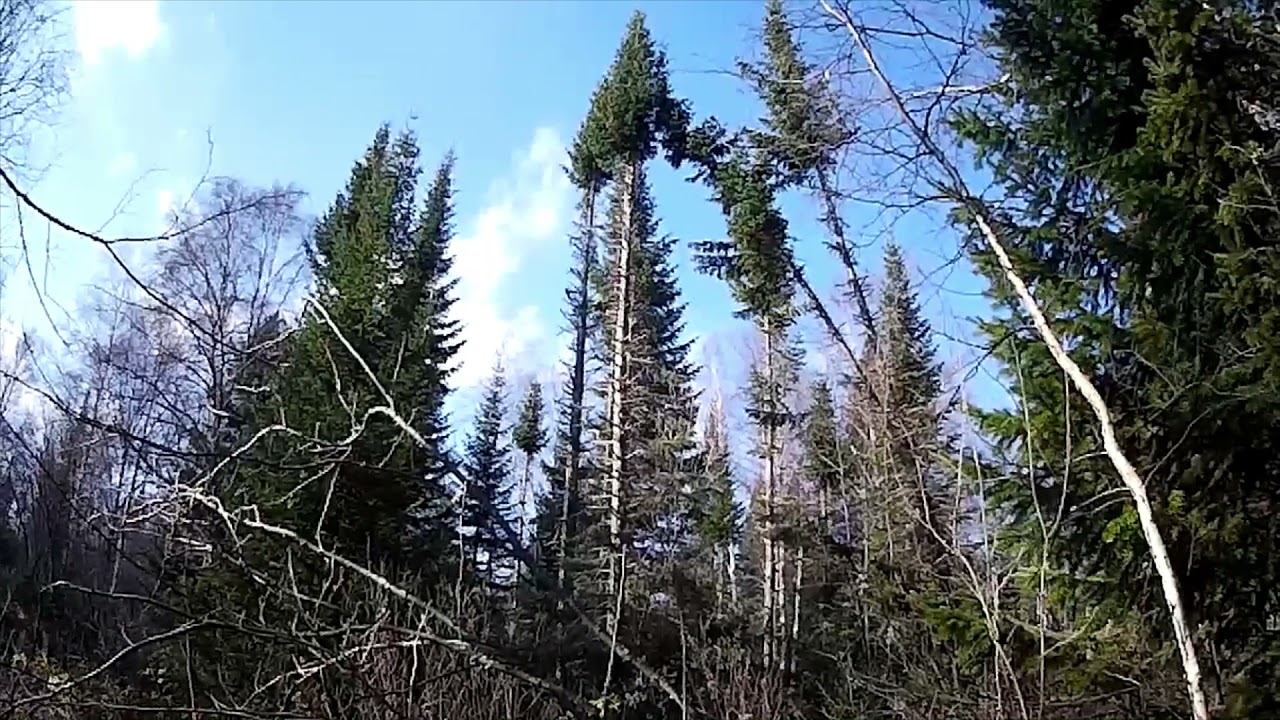 Чья в лесу Пихта? Whose Fir is in the Forest?