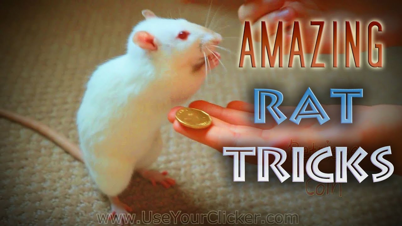 Awesome, Amazing Rat Tricks