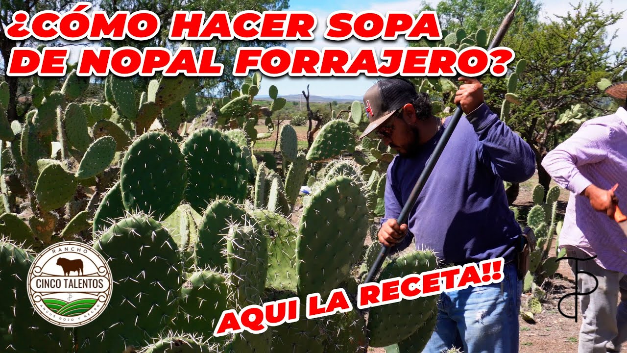 ¿COMO HACER SOPA DE NOPAL FORRAJERO? | Rancho Cinco Talentos | Zacatecas