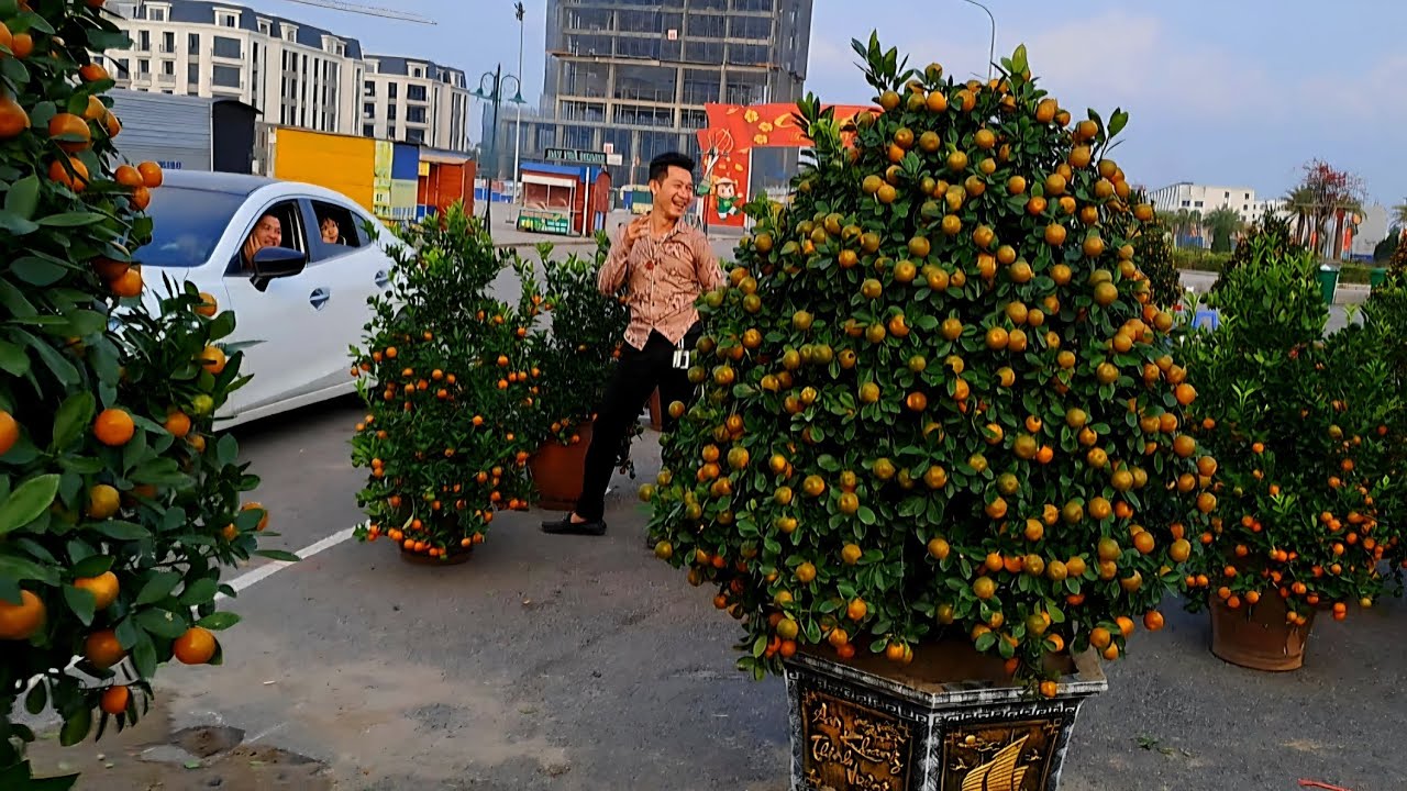Quất năm Bính Ngọ 2026.