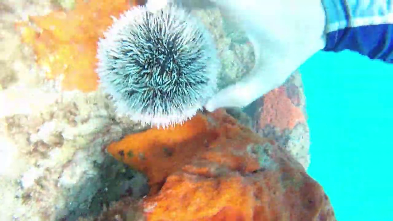 Found this Sea Egg