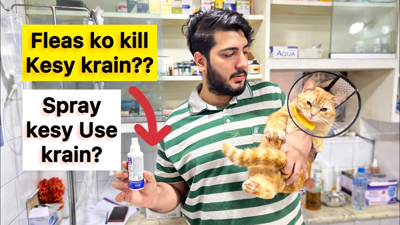 Persian Cat se Fleas kesy khatam krain? Cat’s flea Treatment | How to get rid of fleas from cats