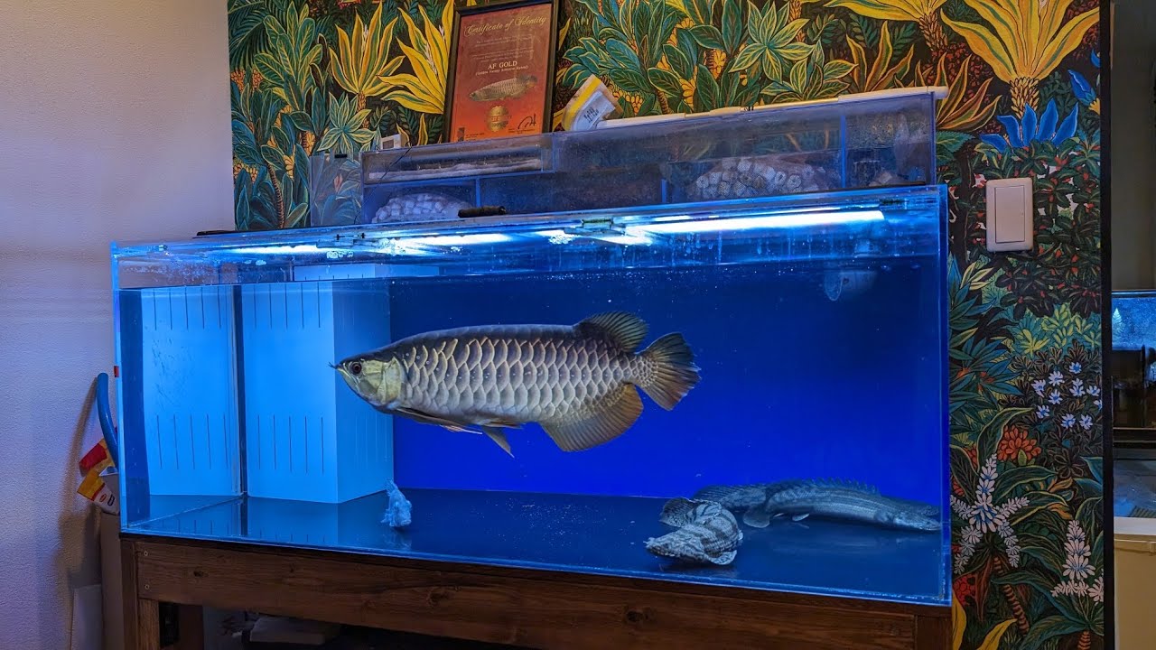 1200水槽でアロワナやポリプテルスを飼育！トロピカルな雰囲気のリビングに潜入！