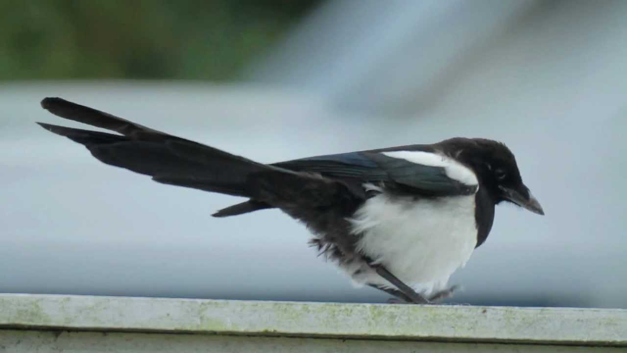 First test with my Samyang 500mm MC IF F6.3 Mirror Lens. Shot with Canon EOS 7D.