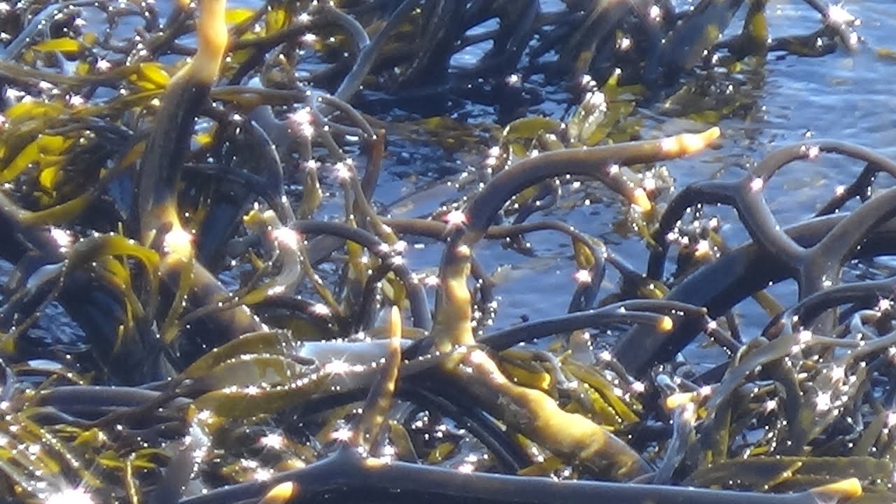 Repoblamiento de Macroalgas en Quintay.
