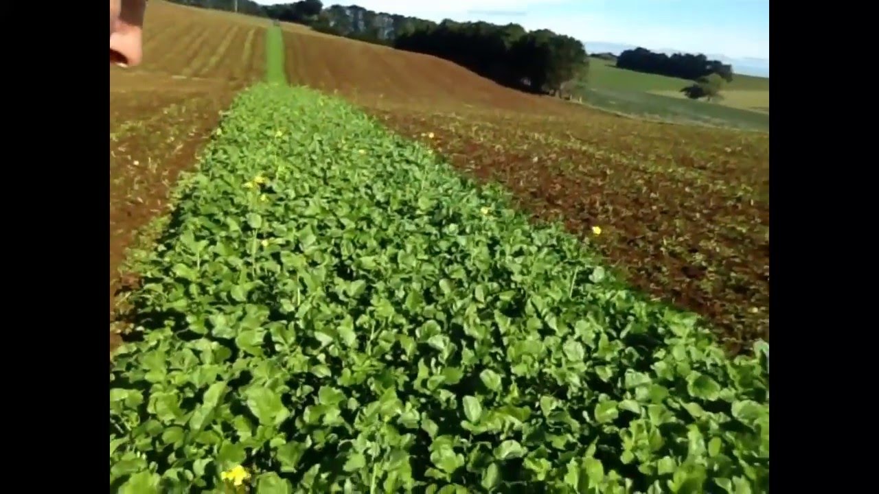 Biofumigation with mustard