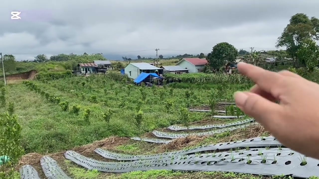 Simpang Cingkes Mengintip kebun Pamana Sumatra  utara.