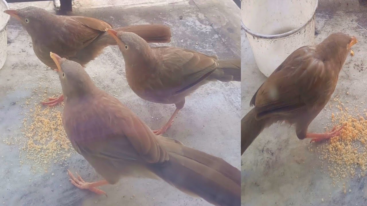 🔴 birds video | রোজ পাখিদেরকে খাবার দিই, ওরা জানালার বাইরে খেতে আসে! 😲🐦
