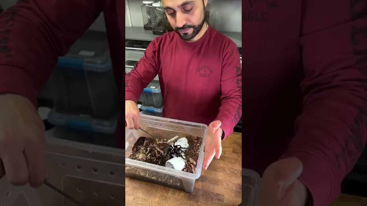 How to handle a tarantula for beginners urban tarantulas