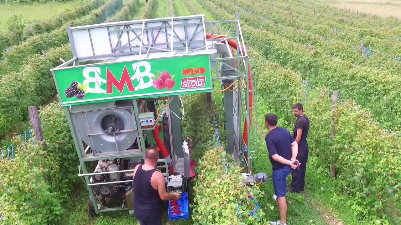 Berač malina/Raspberry harvester /Himbeere pflücken /Raccolta di lamponi