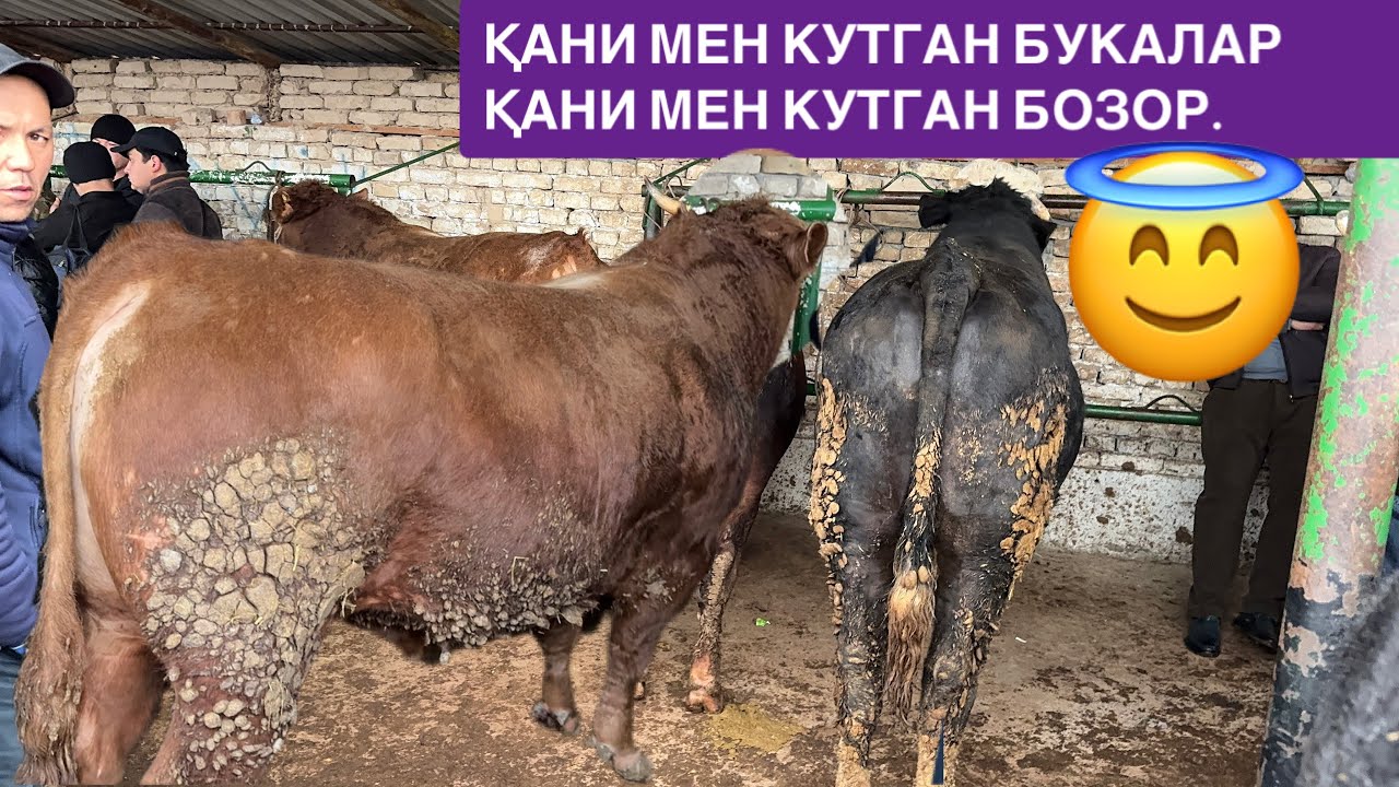 ШАХИДОНДА БУГУНГИ САВДОЛАР ЗЎР БЎЛДИ ҚАНИ СЕМИЗ БУҚАЛАР ҚАЁҚҚА КЕТДИ 😓😪🤫