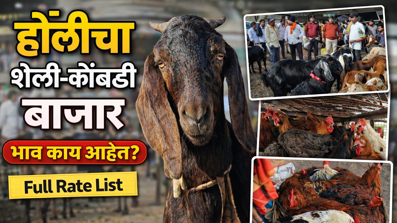 महाराष्ट्रातील सर्वात मोठा शेळ्या,मेंढ्या,कोंबडीचा बाजार | 28/02/2026 (शनिवार)चाकण बकरी बाजार अपडेट 