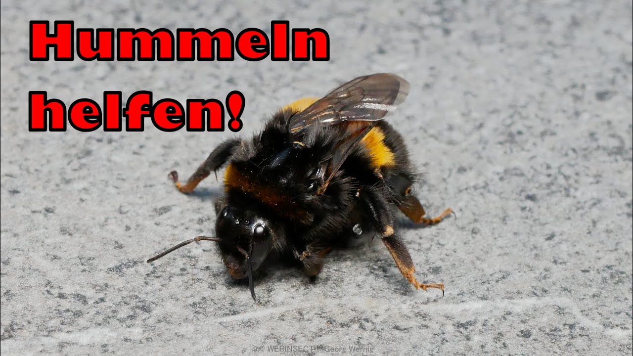 Schwachen Hummeln helfen | WERINSECT