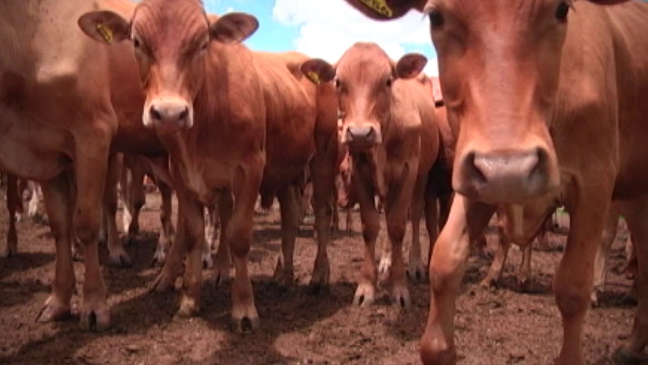 Raça Caracu