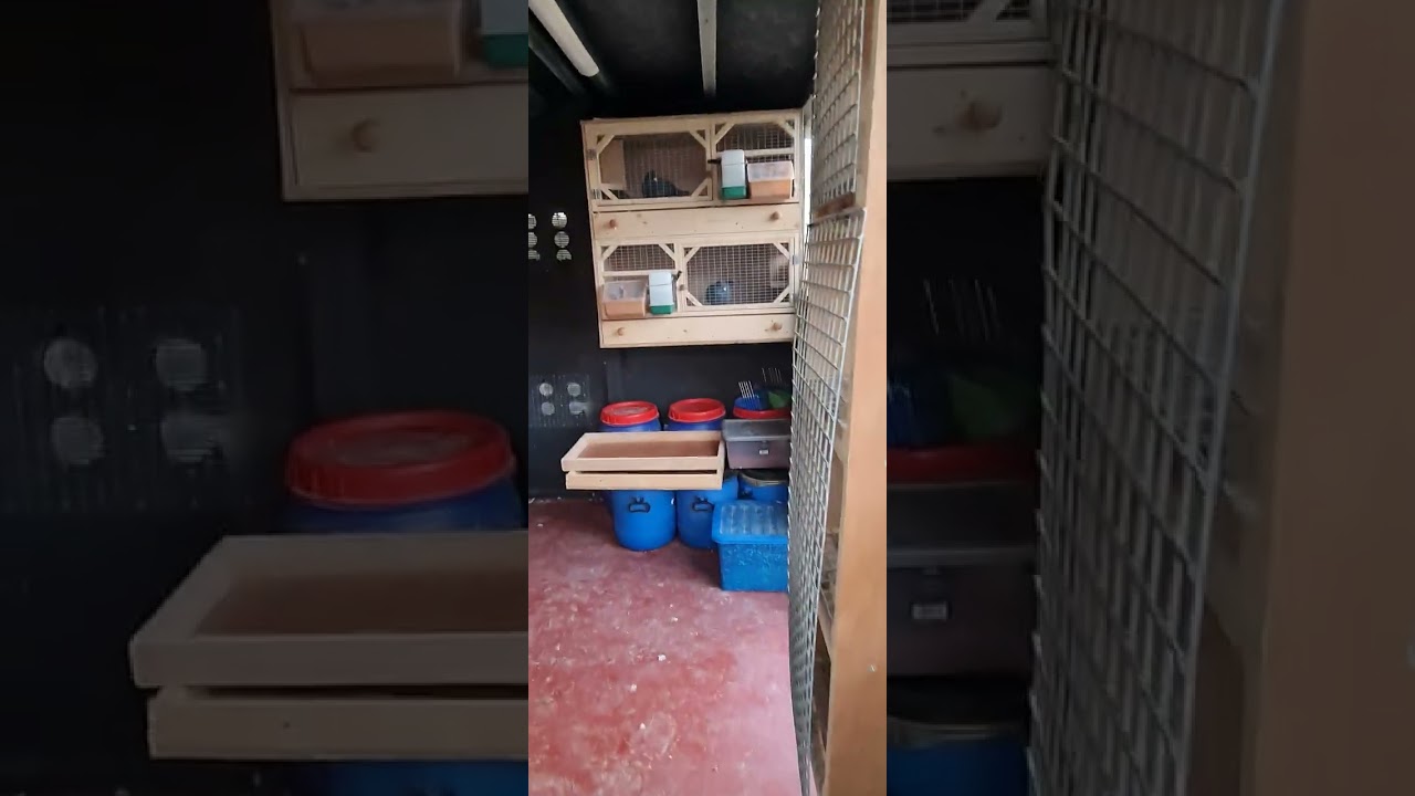 Birmingham Roller pigeons Breeding update 05.12.24 All pairs in... Birmingham roller pigeon