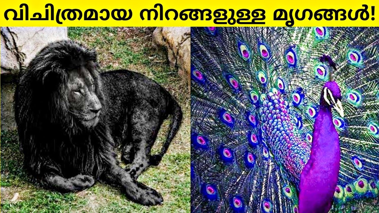 RAREST ANIMALS IN THE WORLD! | ലോകത്തിലെ ഏറ്റവും വിചിത്രമായ നിറങ്ങളുള്ള മൃഗങ്ങൾ! | FACTS MOJO