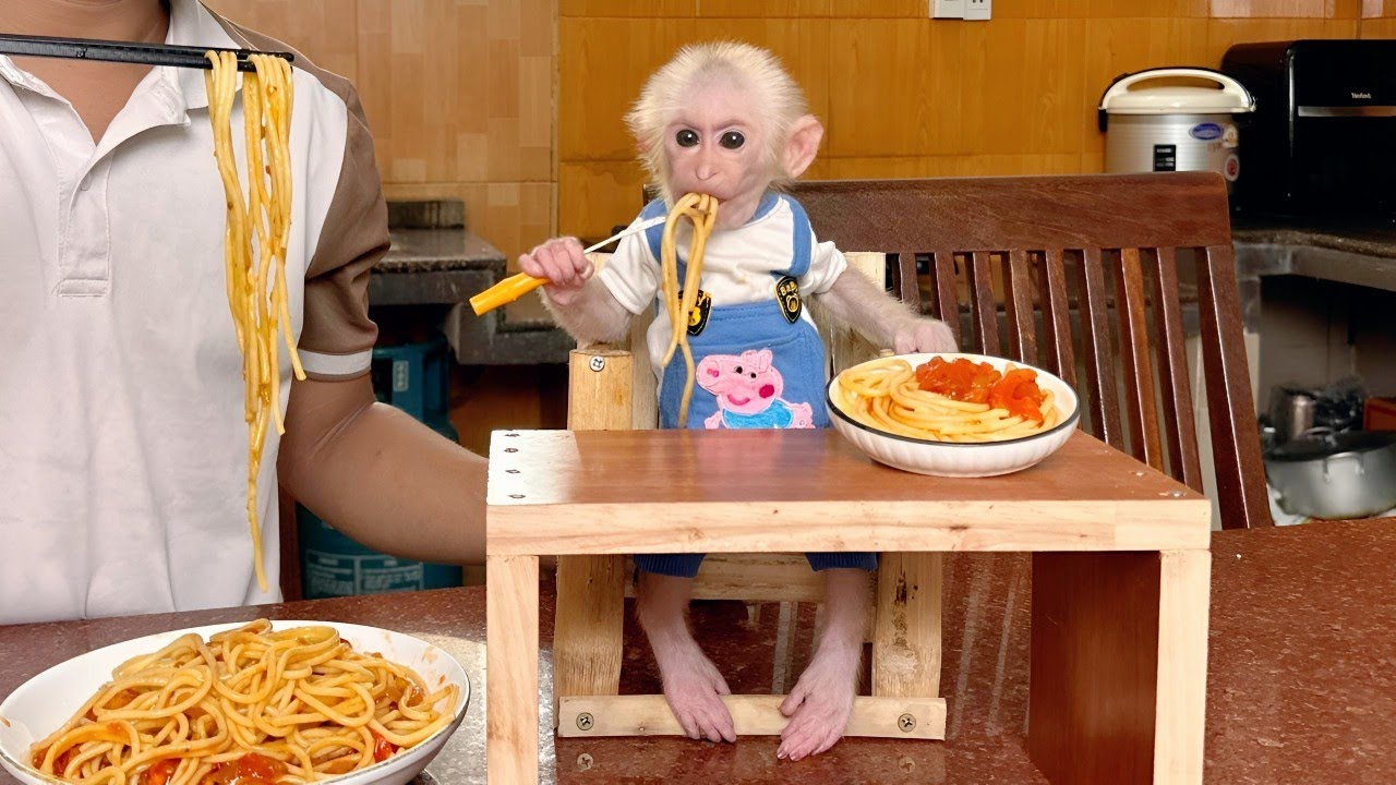 Baby monkey Lulu gets a nutritious meal to prepare for going to the hospital to check her wound