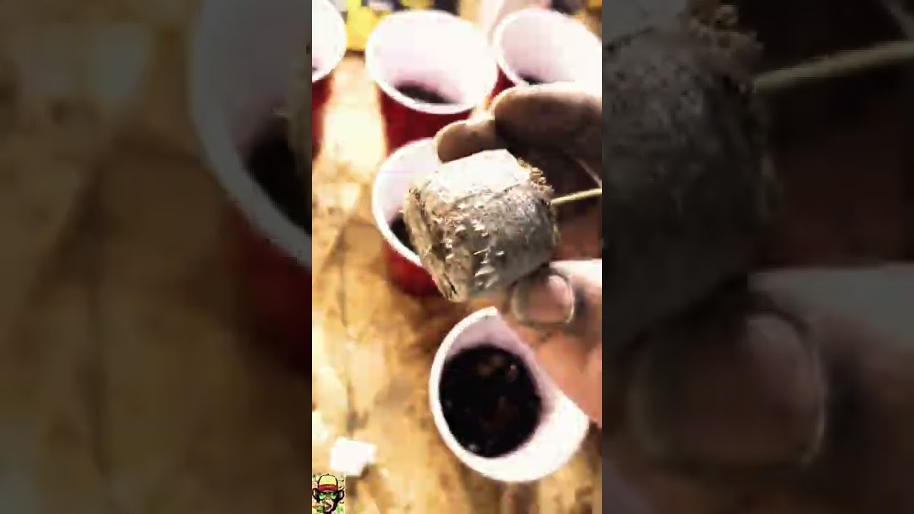 Seedling Transfer into solo cups