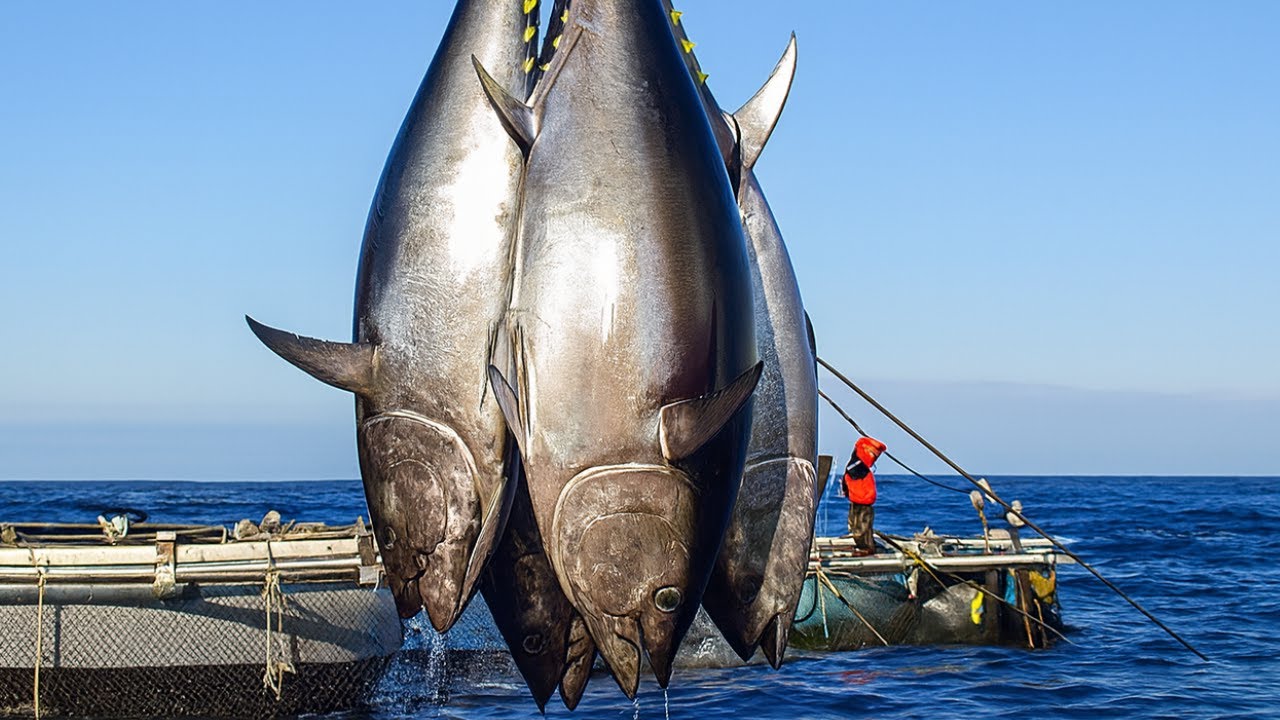 Catching a 500lb Bluefin Tuna Worth $7,725 – Inside the Ocean’s Toughest Hunt