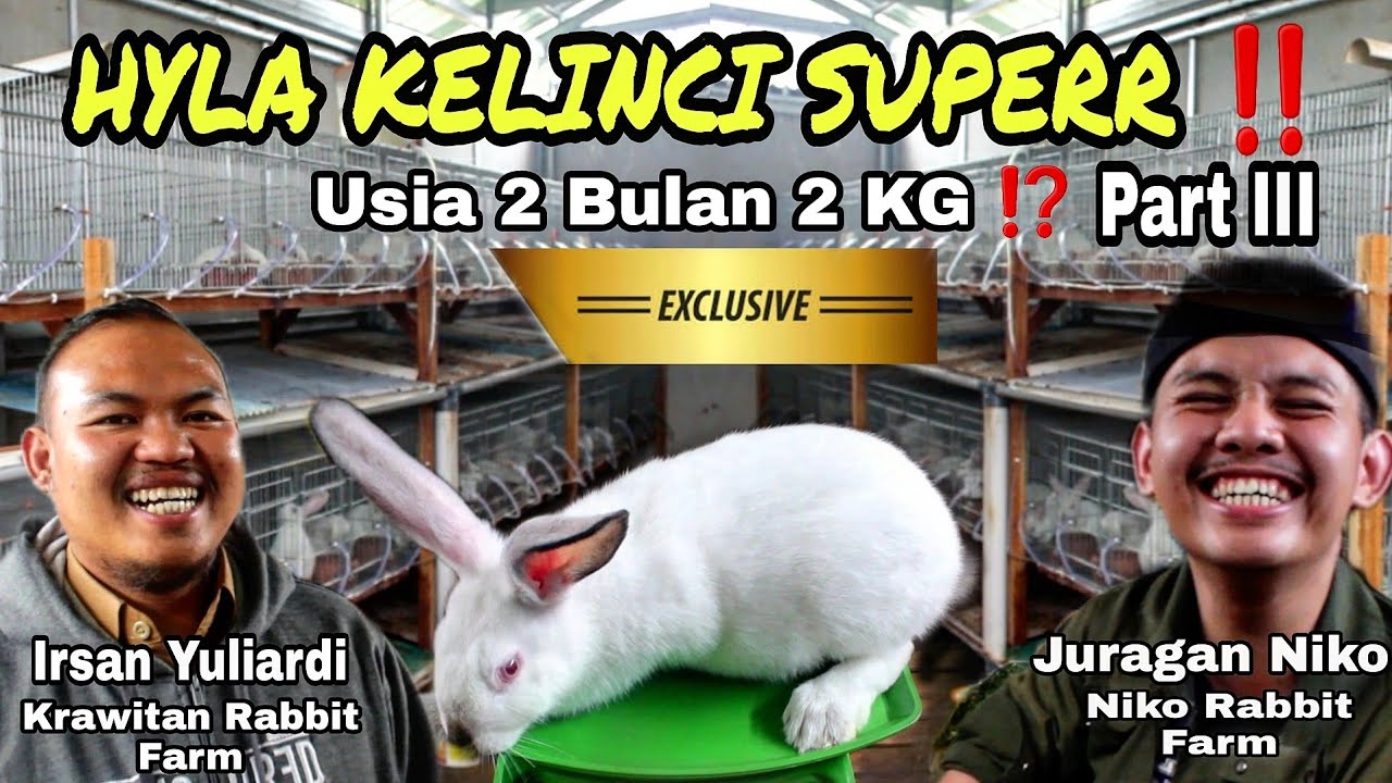 #79 HYLA KELINCI PEDAGING SUPERR ‼ Part 3 , Bersama Mas Irsan Yuliardi