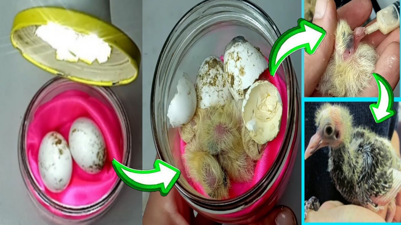 تفقيس بيض الحمام في المنزل 😱Pigeon eggs hatching at home
