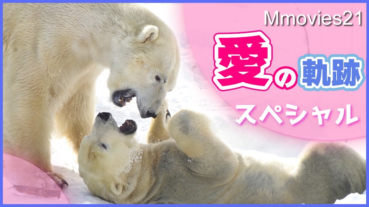 【ホッキョクグマの繁殖】ホクトとリラ愛の軌跡SP〜リラはこれからどうなる？円山動物園