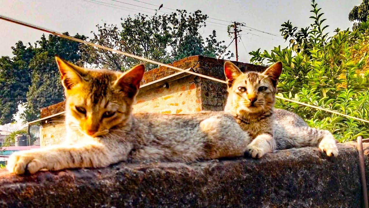 🐈বিল্লিরা ঠাণ্ডার জন্য রোদের জায়গায় গিয়ে গিয়ে বসছে🐈
