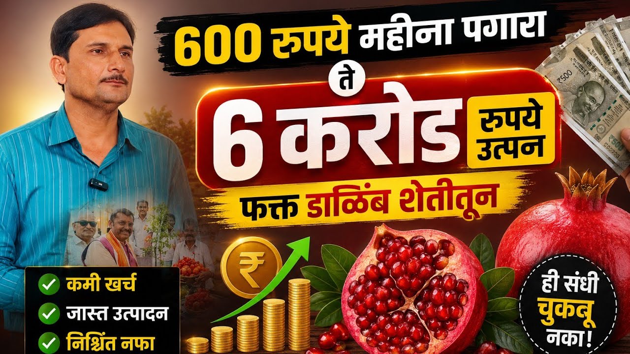 खर्च 1.5 लाख, उत्पन्न 25 लाख ! हा शेतकरी उगवतोय डाळिंबाचं सोनं
