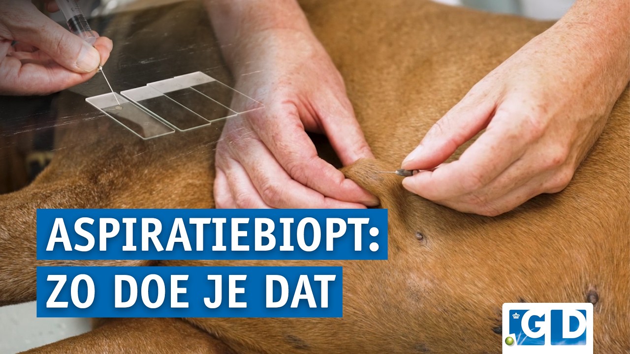 Cytologisch onderzoek: zo neem je een goed aspiratiebiopt